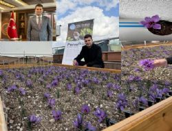 Ülkü Ocakları Genel Merkezi'nin terasında safran hasadı